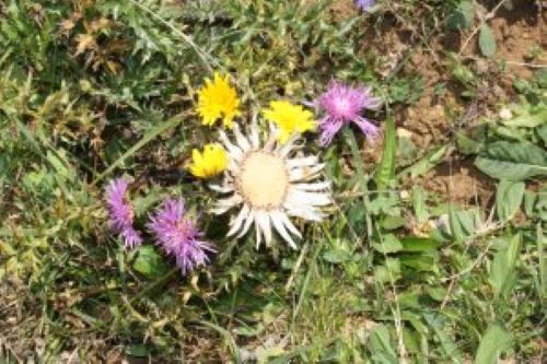 Silberdistel